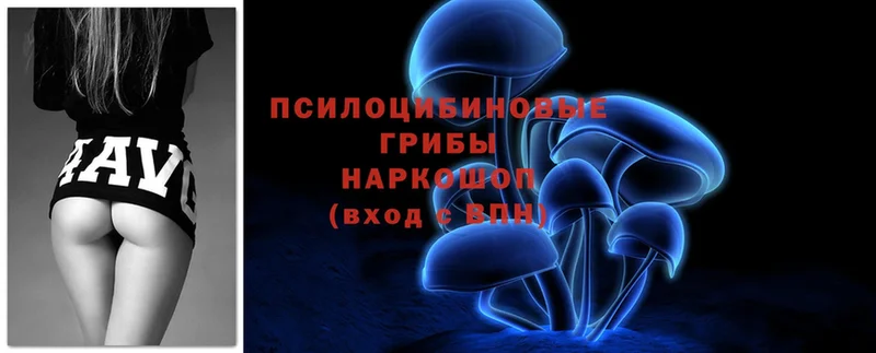 Псилоцибиновые грибы Psilocybe  Жигулёвск 